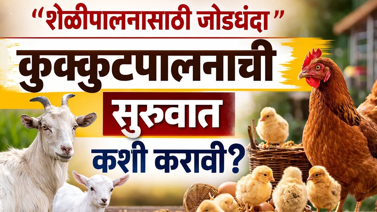 शेळीपालनासाठी जोडधंदा ! कुक्कुटपालनाची सुरुवात कशी करावी 💸🤑