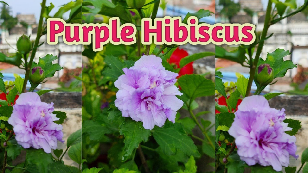 Purple Hibiscus Flower