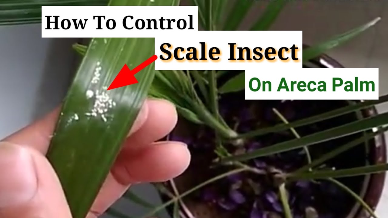 How To Control Scale On Areca Palm | Scale Insect | Areca Palm care and pest control | Areca plant
