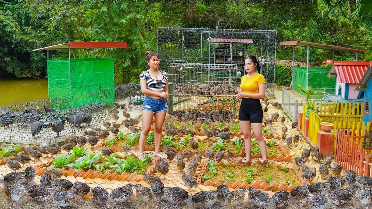 Buy 200+ Quails from Ly Phuc Nhi's Farm, Use Horse-drawn Carts Transport Quails  Go To Market Sell