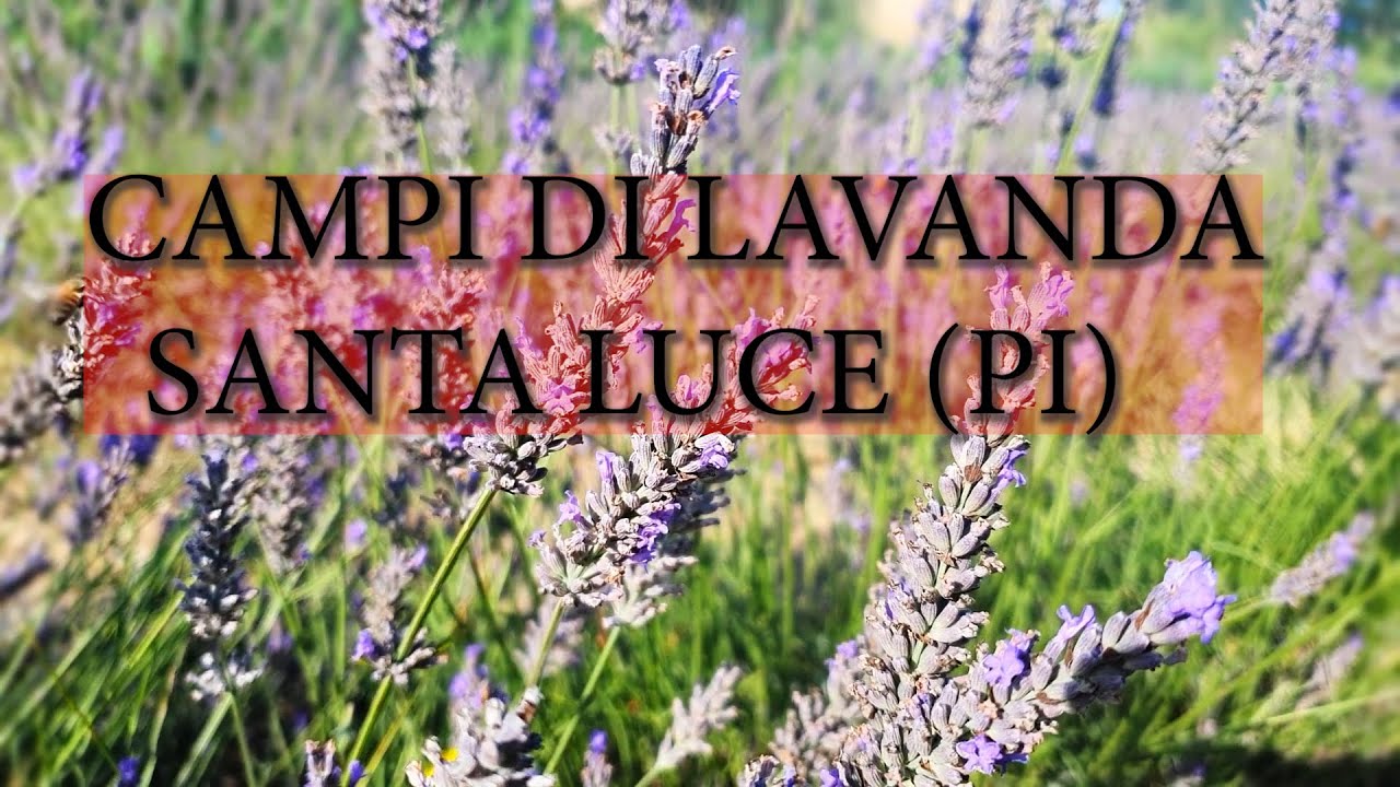 CAMPI DI LAVANDA