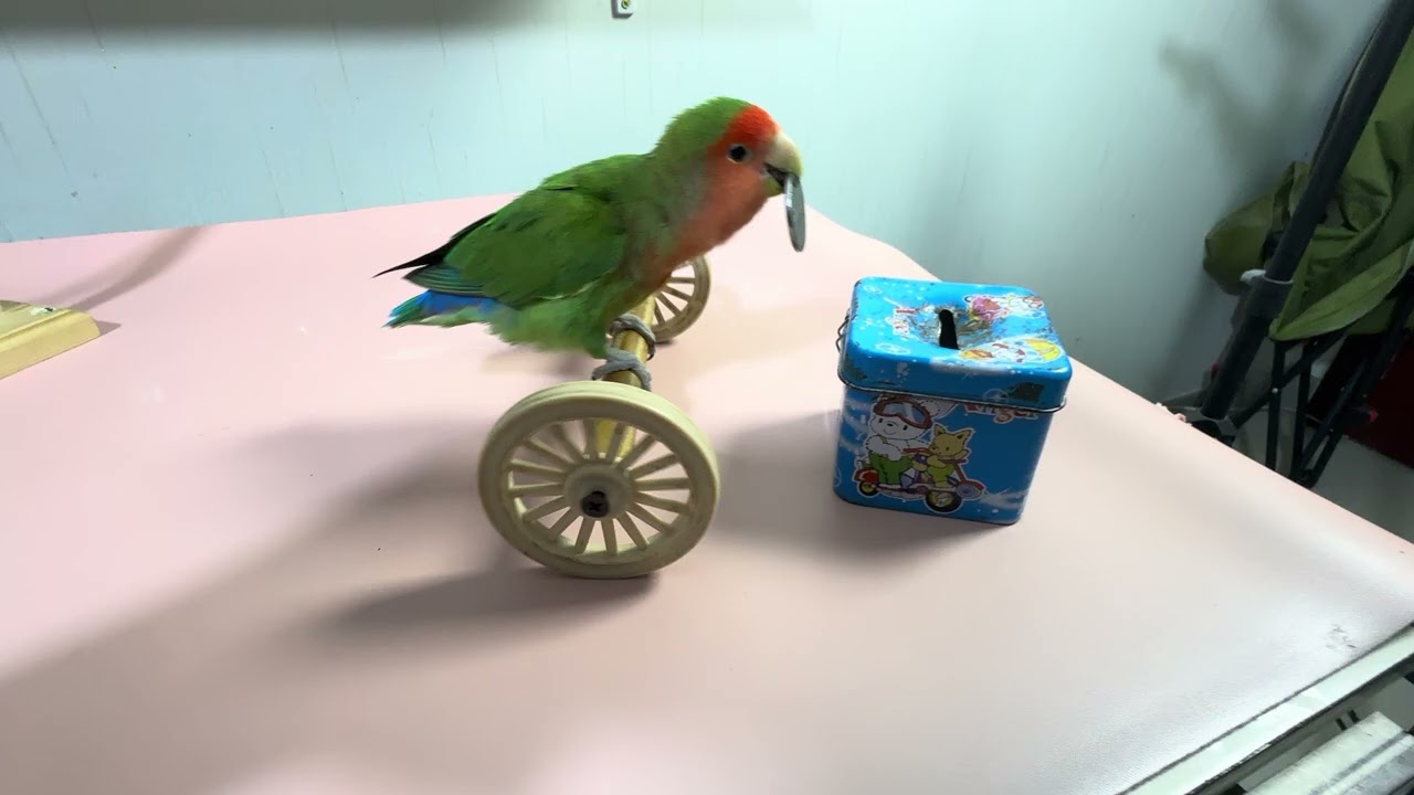 Bird Training:smart lovebird parrot l smart little cute parrot  #training#smartparrot#cute 