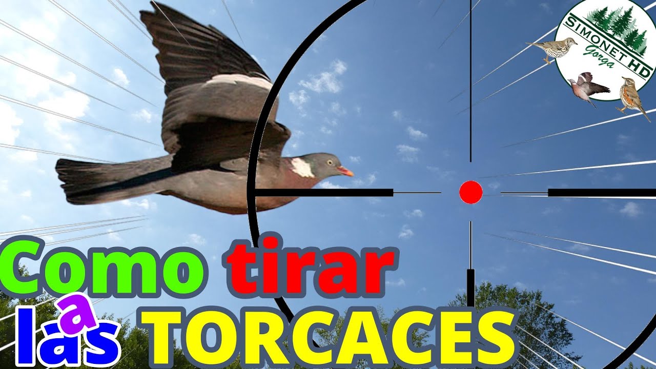 🎯​ Como 𝘿𝙄𝙎𝙋𝘼𝙍𝘼𝙍 a las PALOMAS TORCACES...🕊️​🕊️🕊️​​