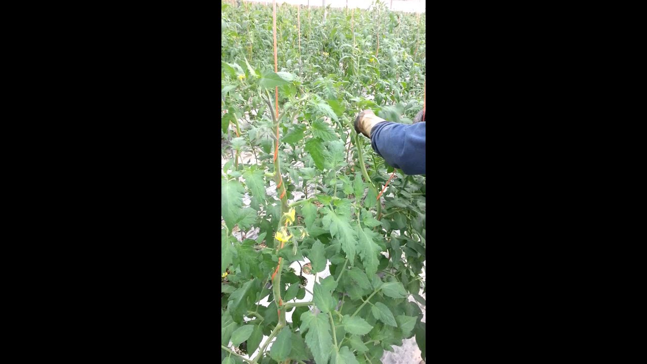 Entutorado de Tomate Pasadena