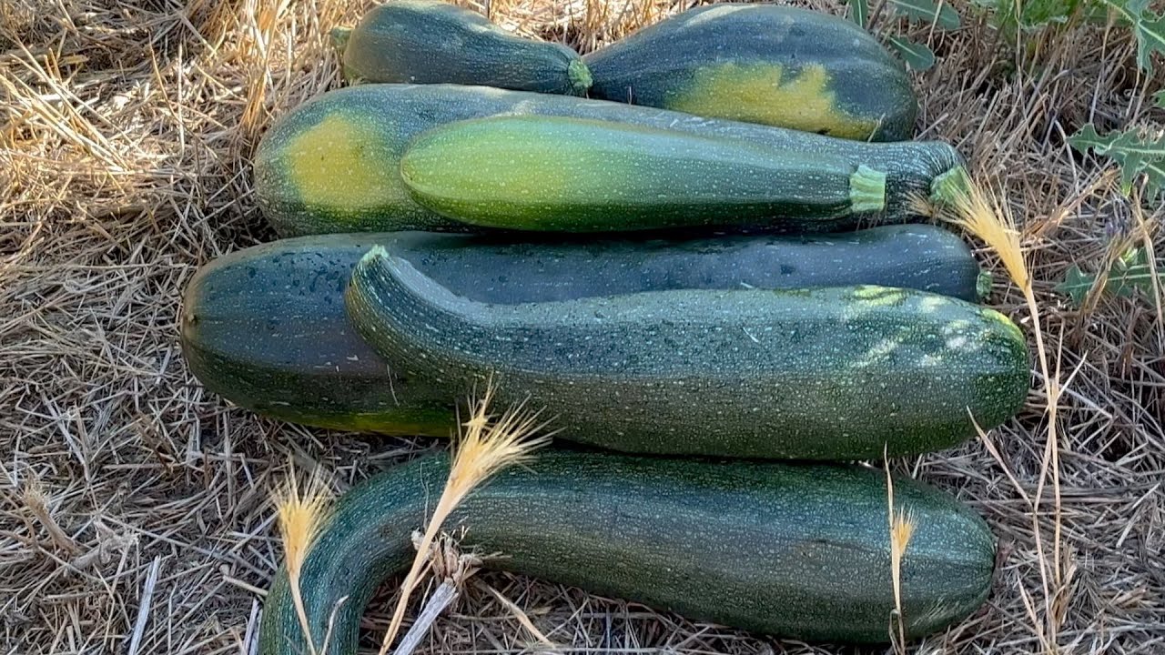 First zucchini harvest