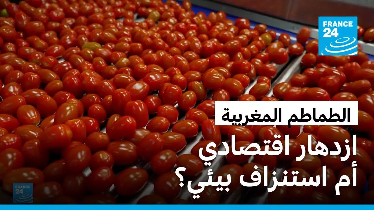 أزمة الماء وظروف العمل: الوجه الخفي لزراعة الطماطم في المغرب