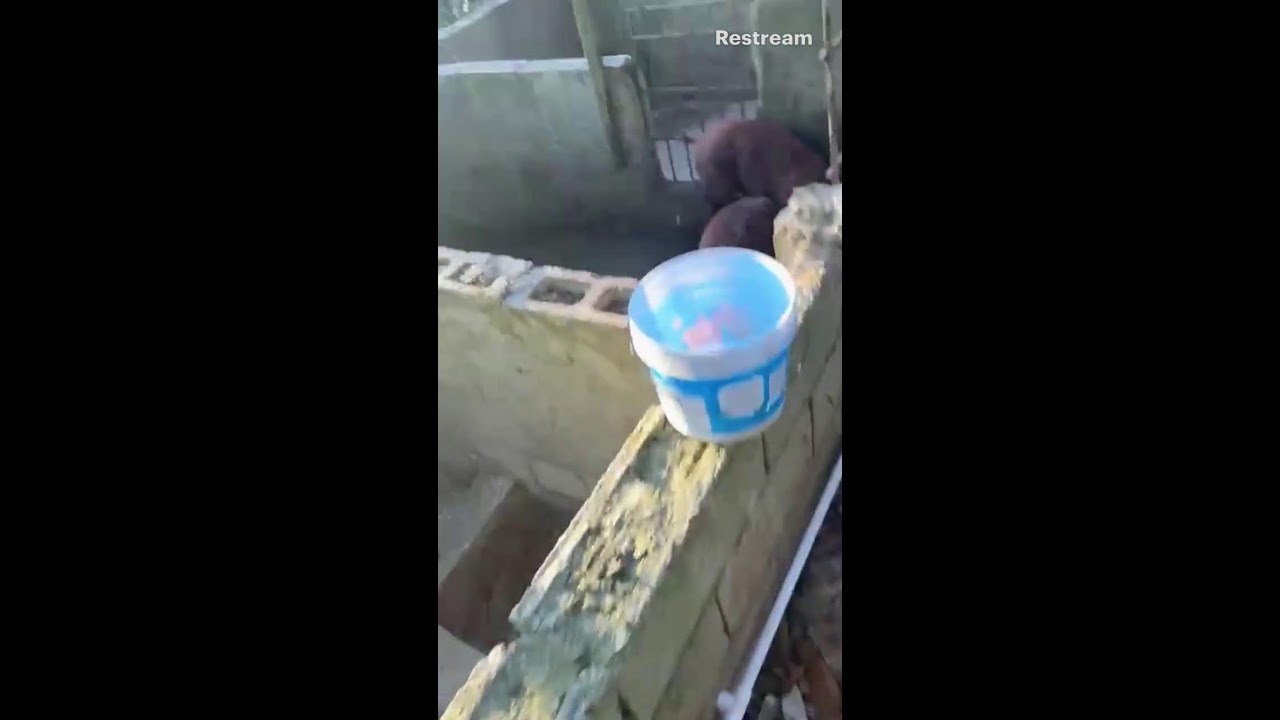 Raising Pigs In Jamaica