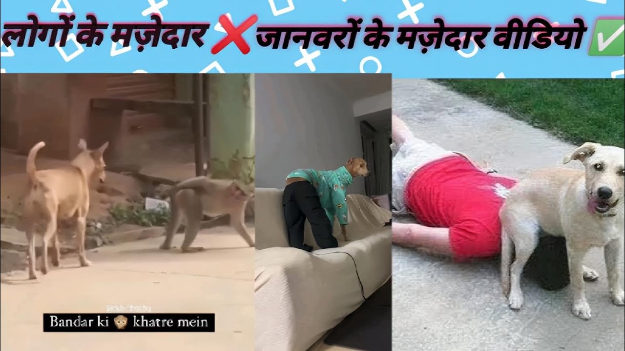 जनवरो के मजेदार कुछ यादगार पल 🤣 || part 2 || FUNNY ANIMALS 🤪