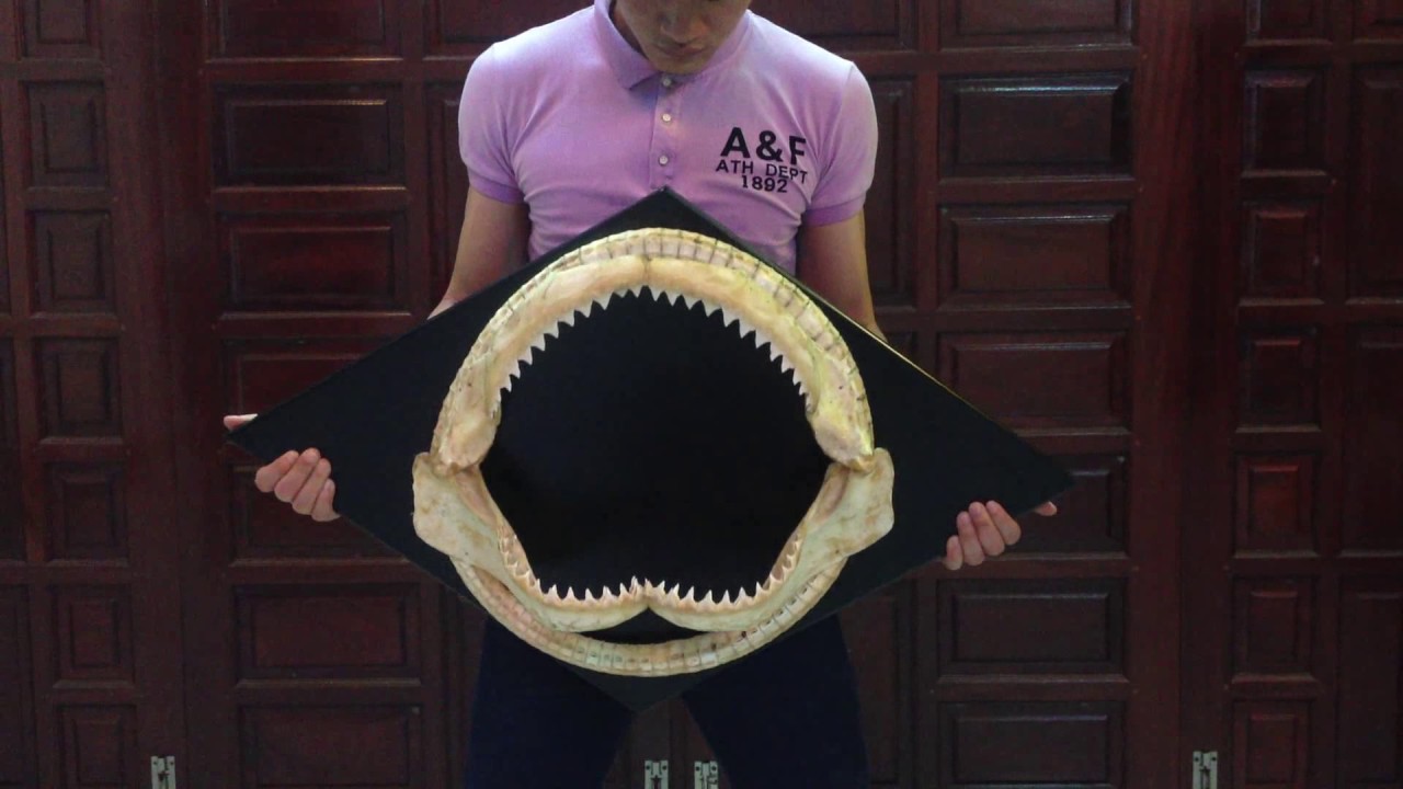 The GIANT shark's jaw