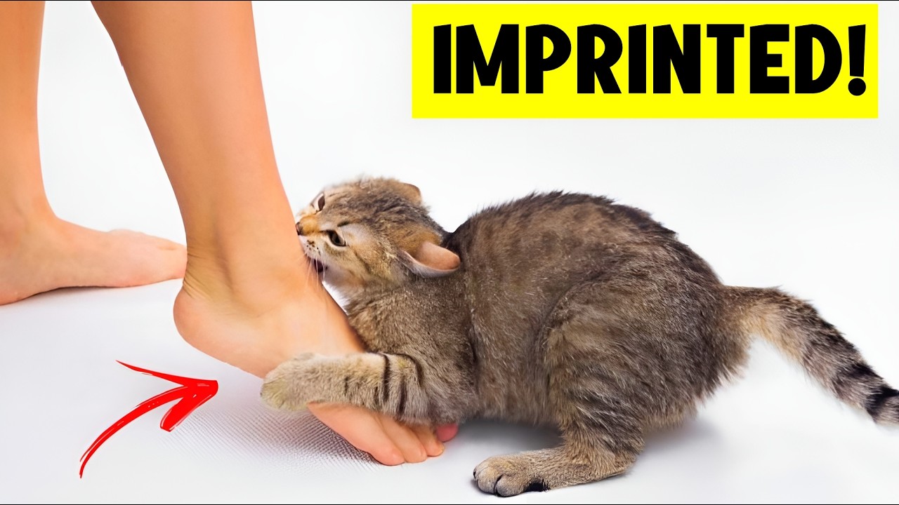 The 20 Signs Your Cat Has IMPRINTED On You! 😸