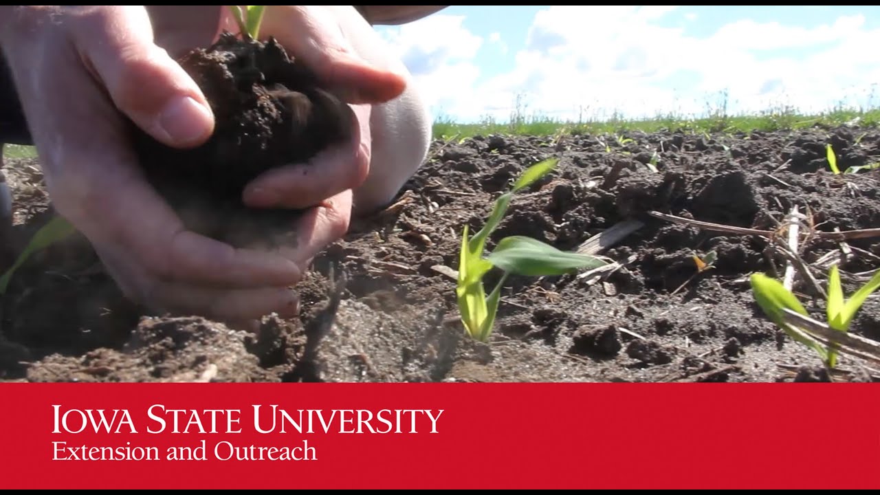 Sampling For Seedling Disease
