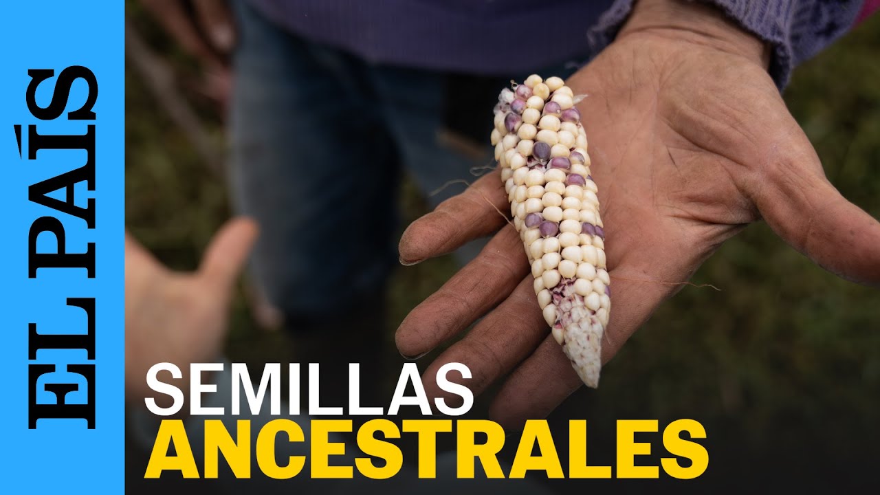 Semillas ancestrales en Colombia | EL PAÍS