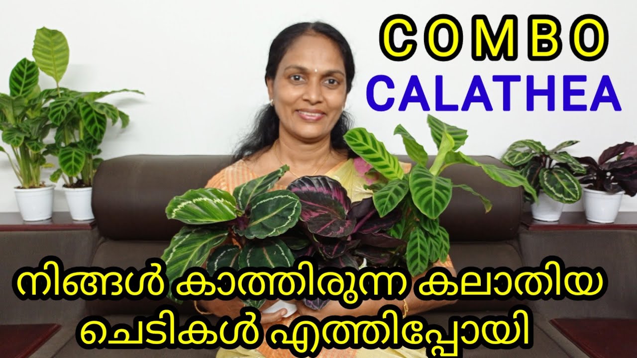 CALATHEYA/INDOOR PLANTS/COMBO OFFER/CALATHEYA DOTTIE/CALATHIYA ZEBREINA/CALATHIYA VARIETIES