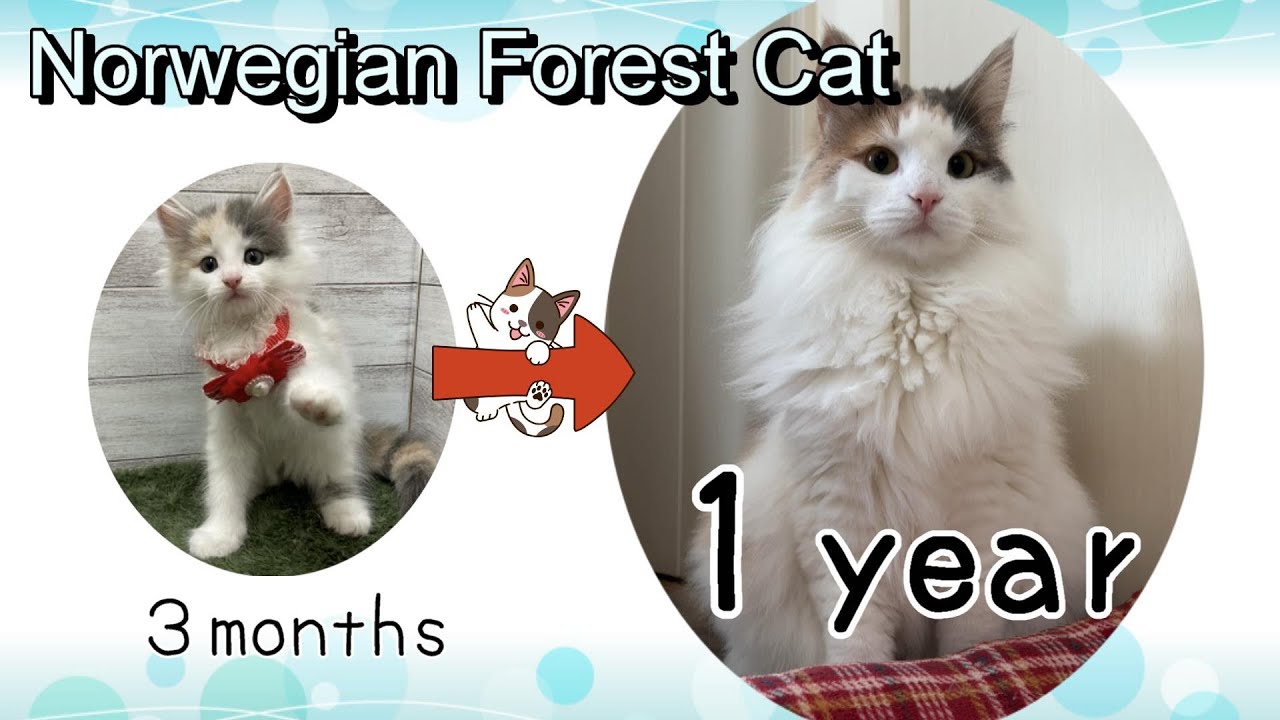 Рекорд котят норвежской лесной кошки до 1 года (Япония, KAWAII)