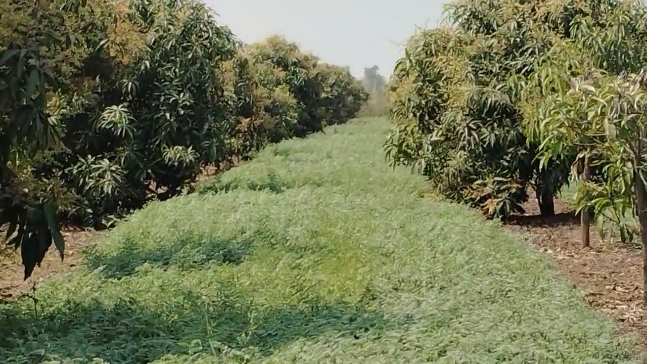 આબનેબગીસે