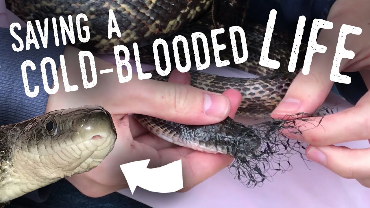 This Snake Was Nearly KILLED by TRASH!