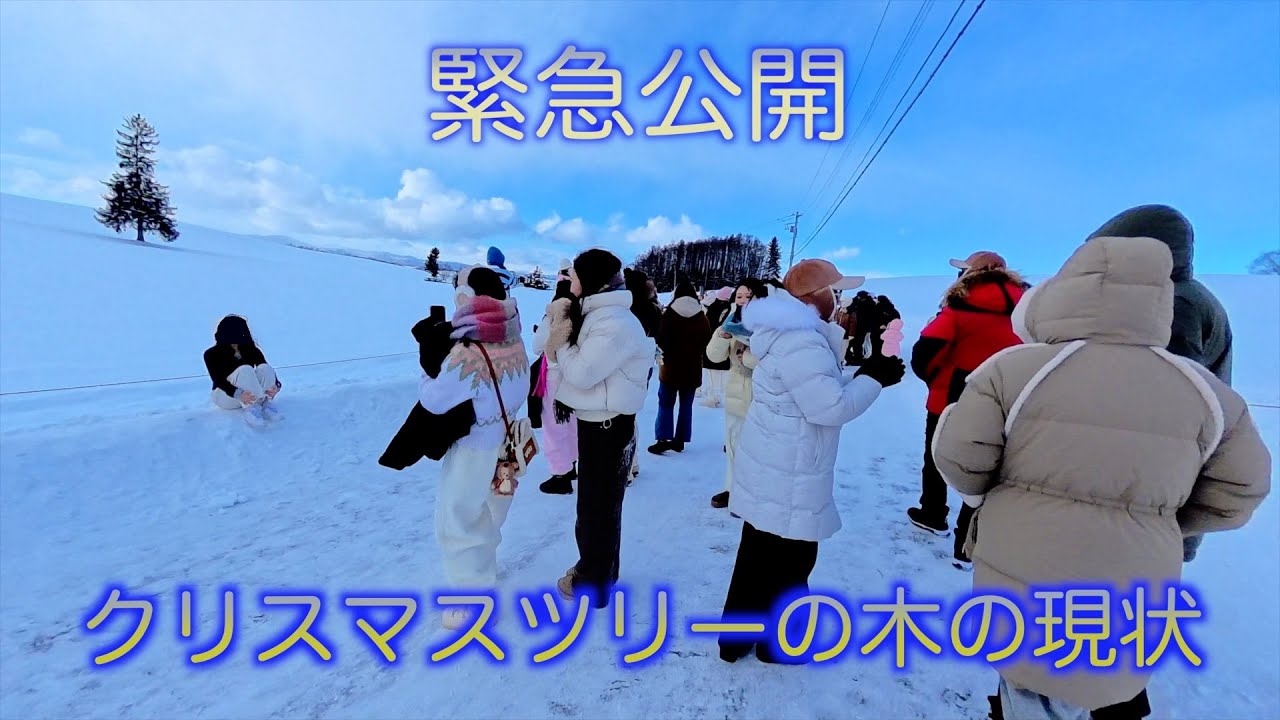 【緊急公開】クリスマスツリーの木の現状