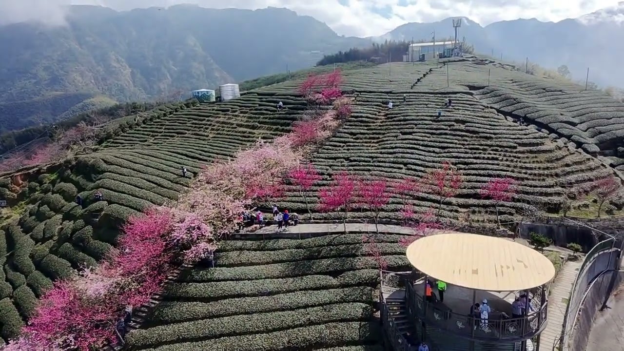 20260207 南投竹山_八卦茶園