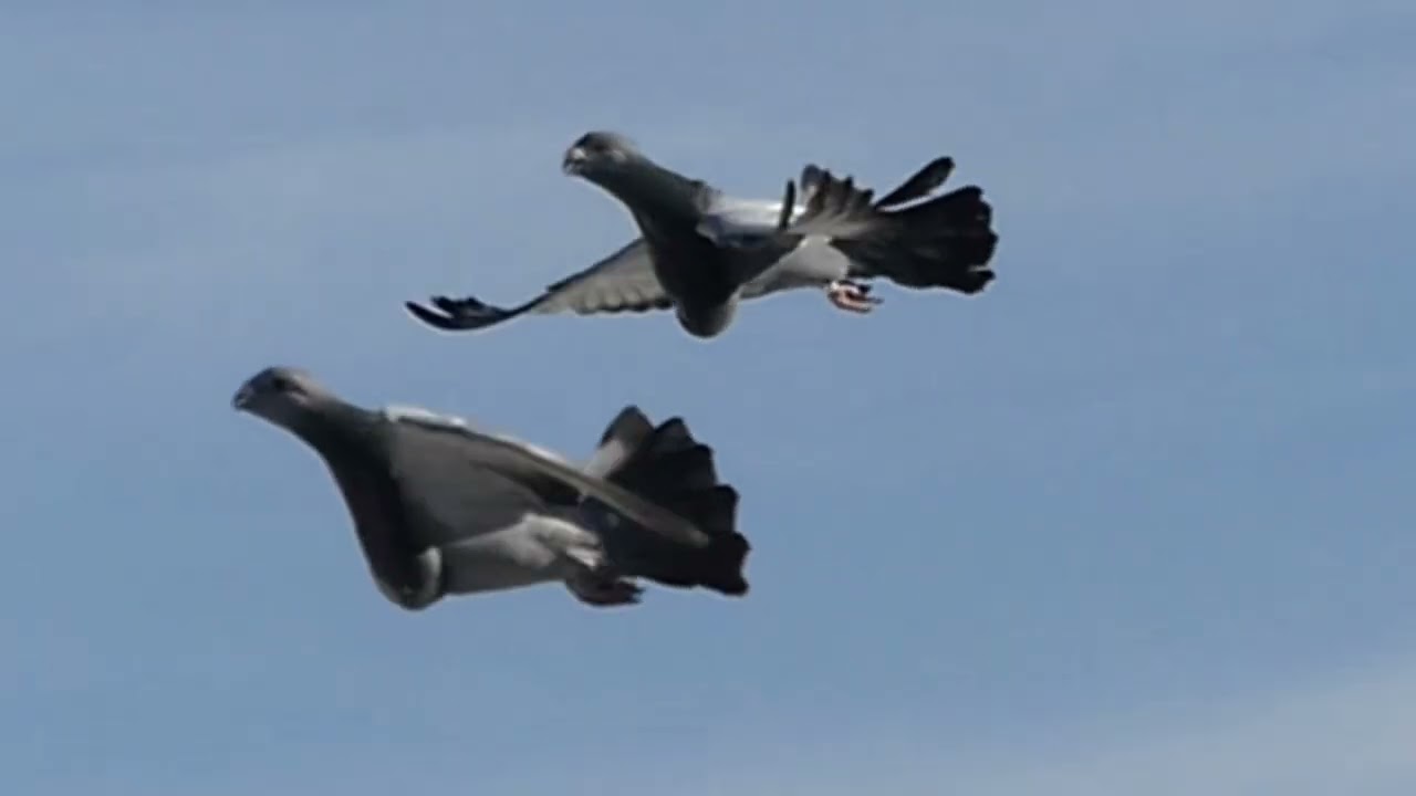 buchon jiennense de vuelo hnos Oscar e ito