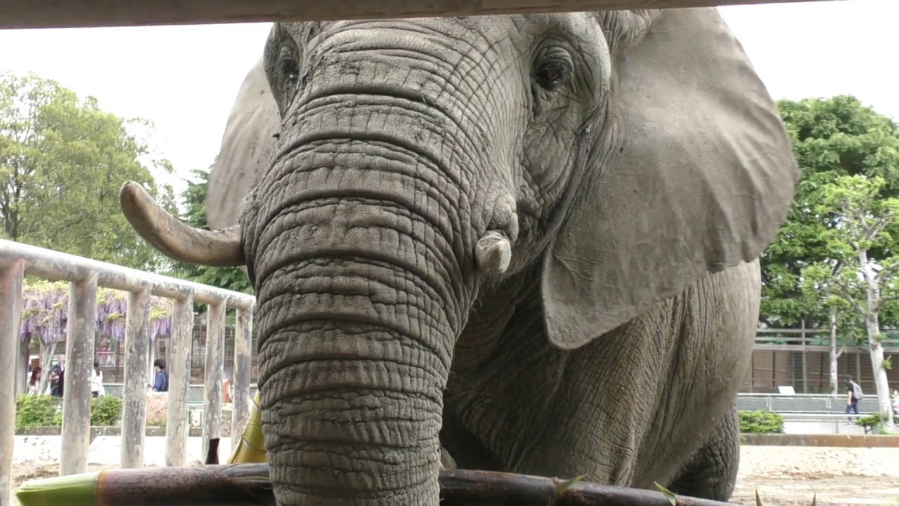ゾウさんに竹の子をあげよう！　東武動物公園