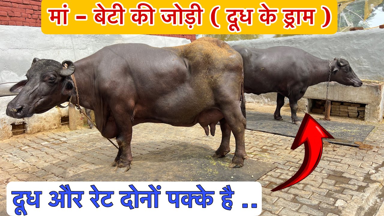 दूध और रेट दोनों पक्के है । मां - बेटी की जोड़ी ( दूध के ड्राम ) 📞 94165-89178