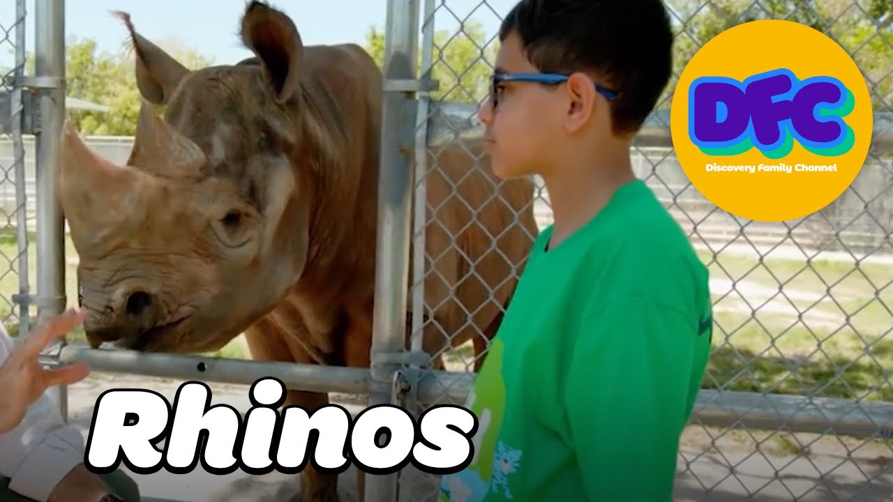 Conservation Conversations: Rhinos | Why They Need Our Help