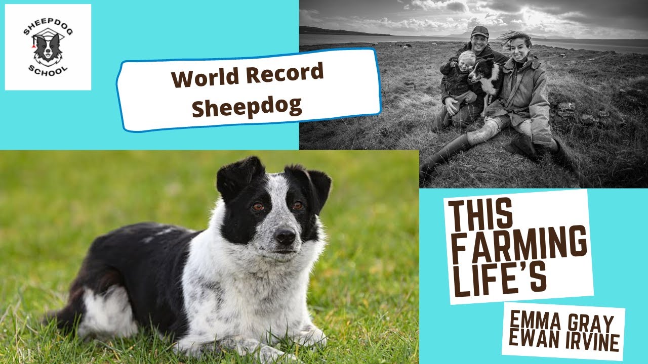 World record most expensive sheepdog, Sheepdog School's Emma Gray trains Meg.
