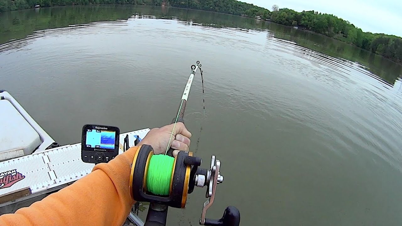 Live Baiting Trophy Size Blue Catfish