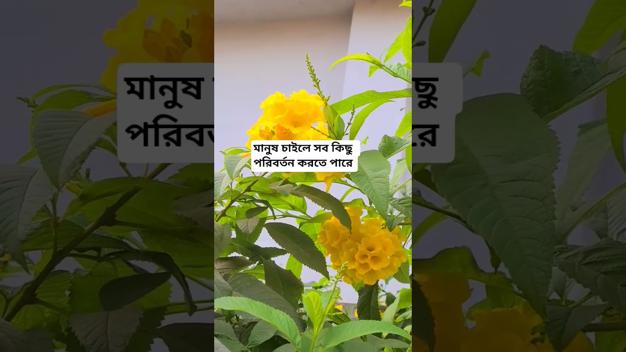 মানুষ চাইলে সব কিছু পরিবর্তন করতে পারে। #youtubeshorts #shorts #vairalshort #tanding