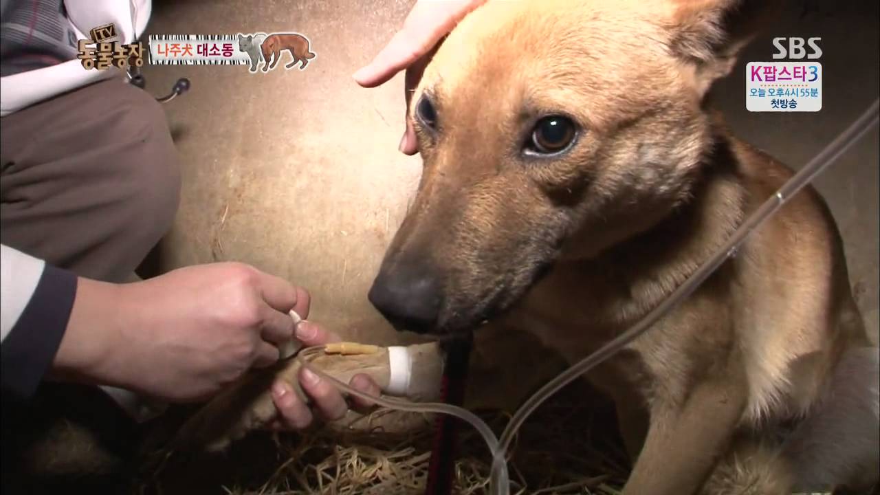 20131124 TV동물농장 (다시보기) #7(2)