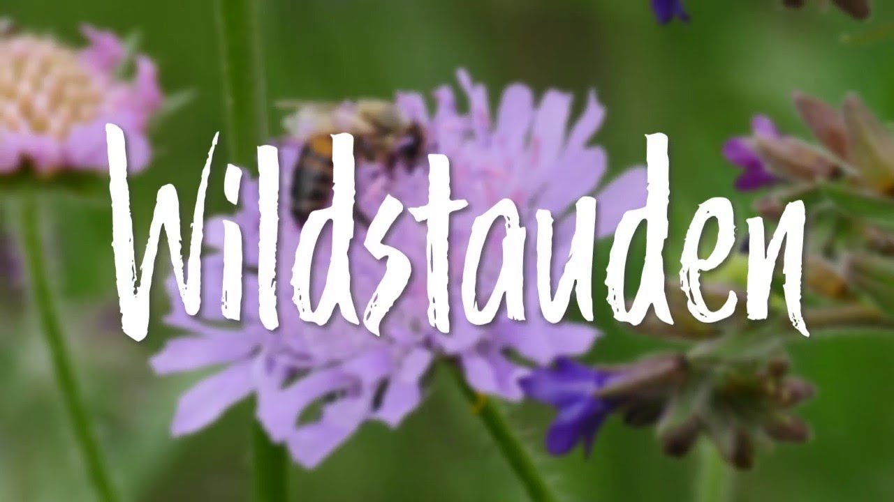 In d' Tuun: Wildstauden