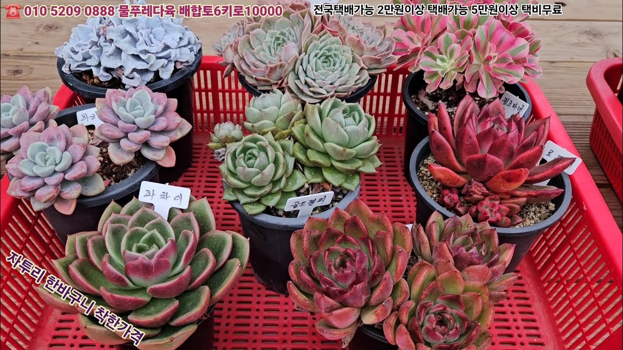 12/21(카드결제가능)자투리육이들 한바구니₩40000. 택비별도 