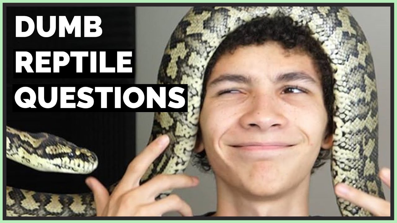 The Dumbest Reptile Questions People Ask Me