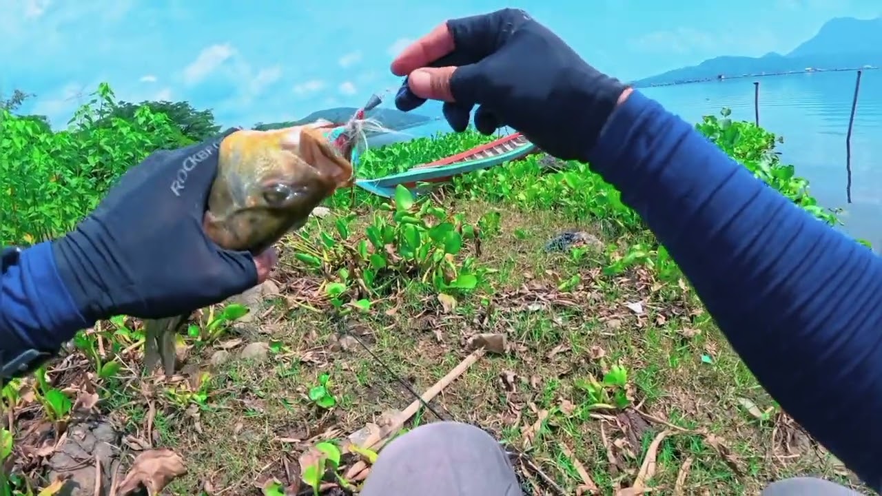 spot colony.....di bikin kewalahan sama ikan peacock bass uk