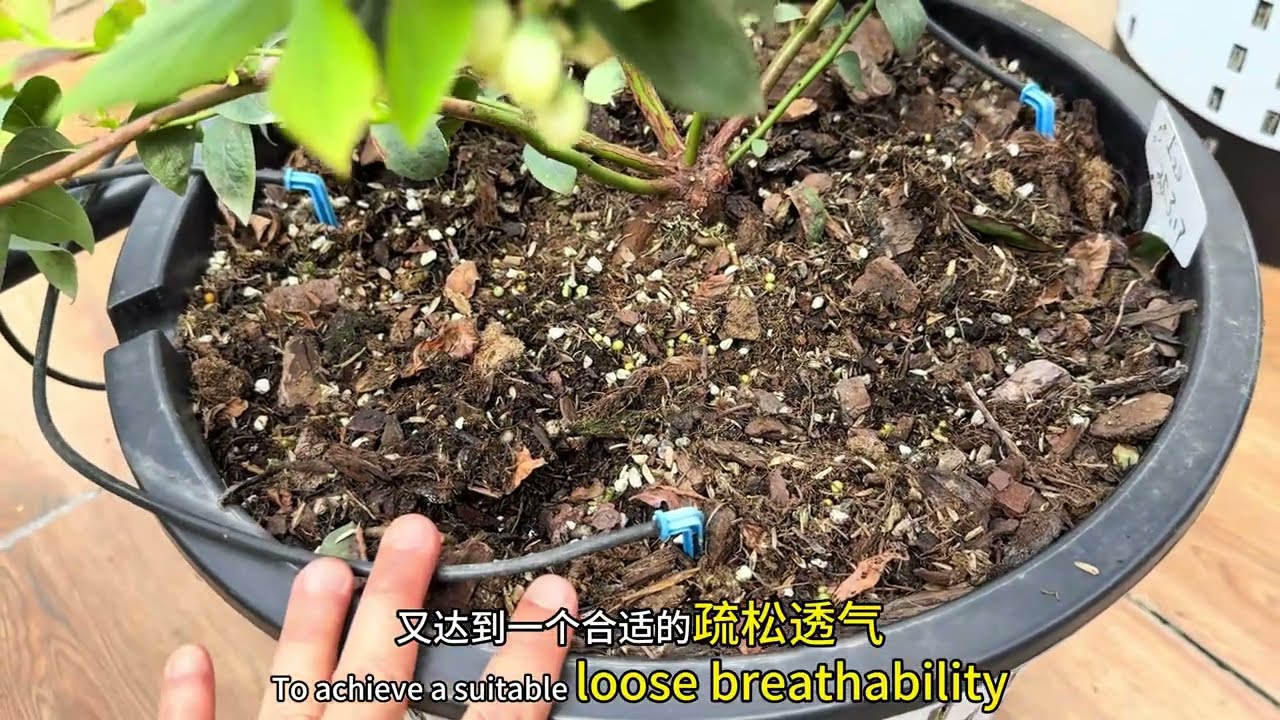 盆栽蓝莓盆土配方和养护技巧 #盆栽蓝莓 #蓝莓配土 #蓝莓施肥 #蓝莓盆栽 #蓝莓种植