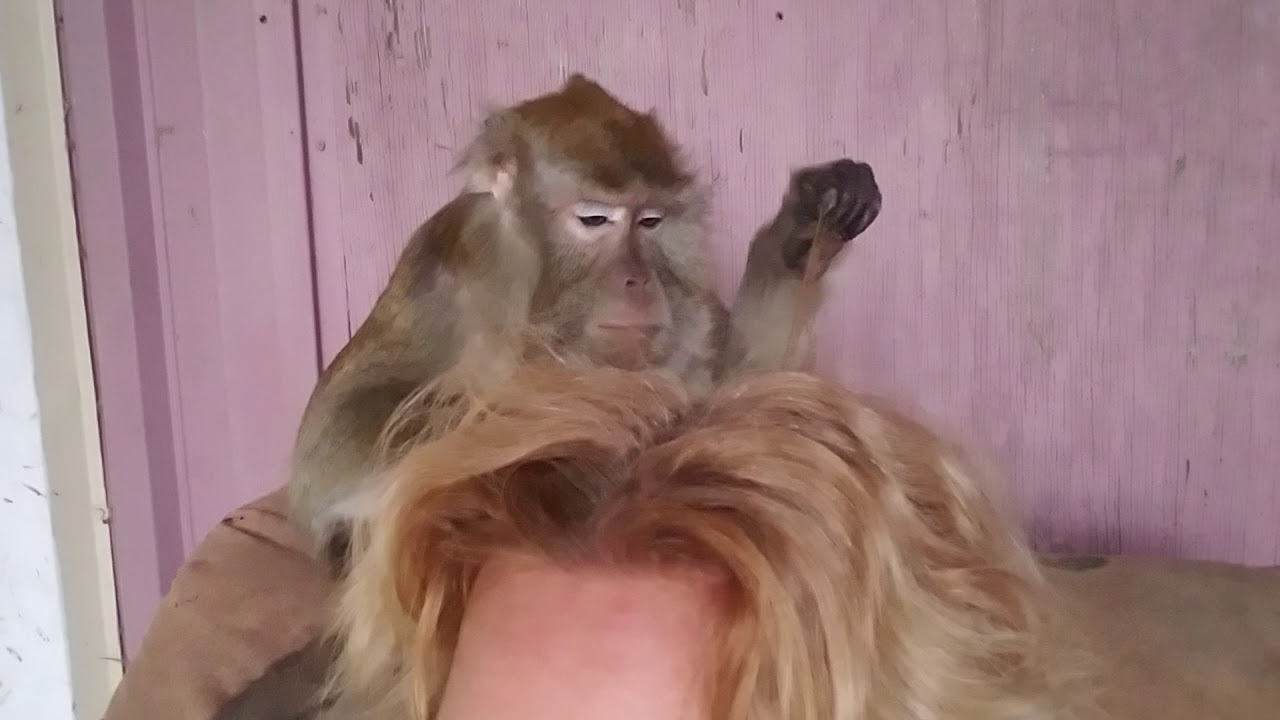 Mad Macaque Bugs Bullock