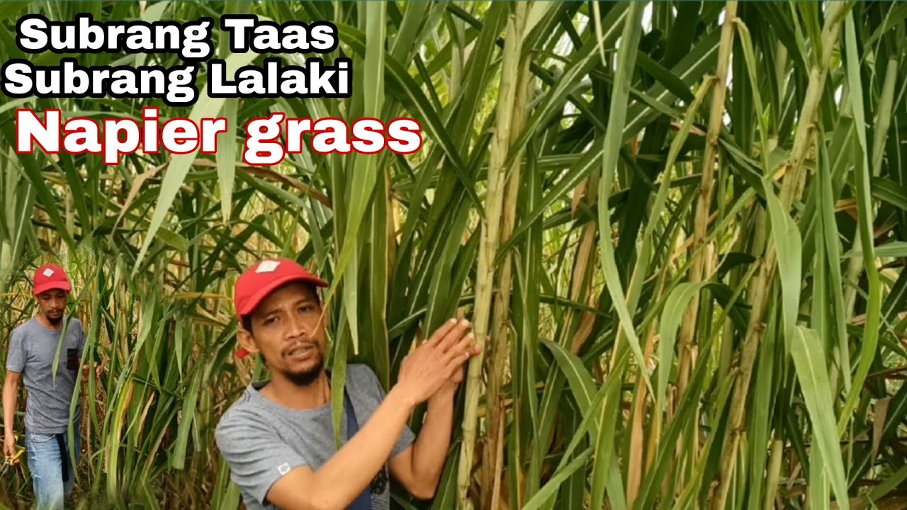 NAPIER GRASS, paano alagaan at paramihin? tara samahan nyo ako mga ka agri ating alamin.