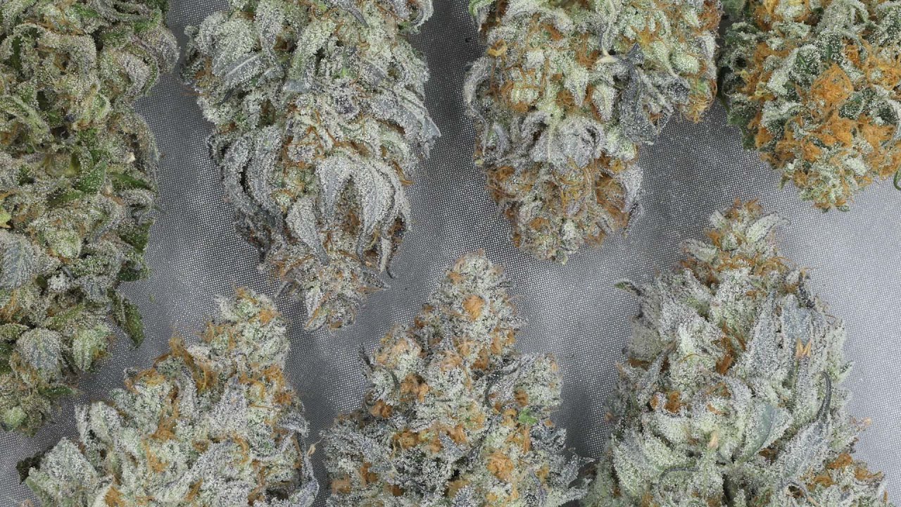 How To Pick Strains to Grow - 7 Factors to Avoid when Choosing the Best Cultivars