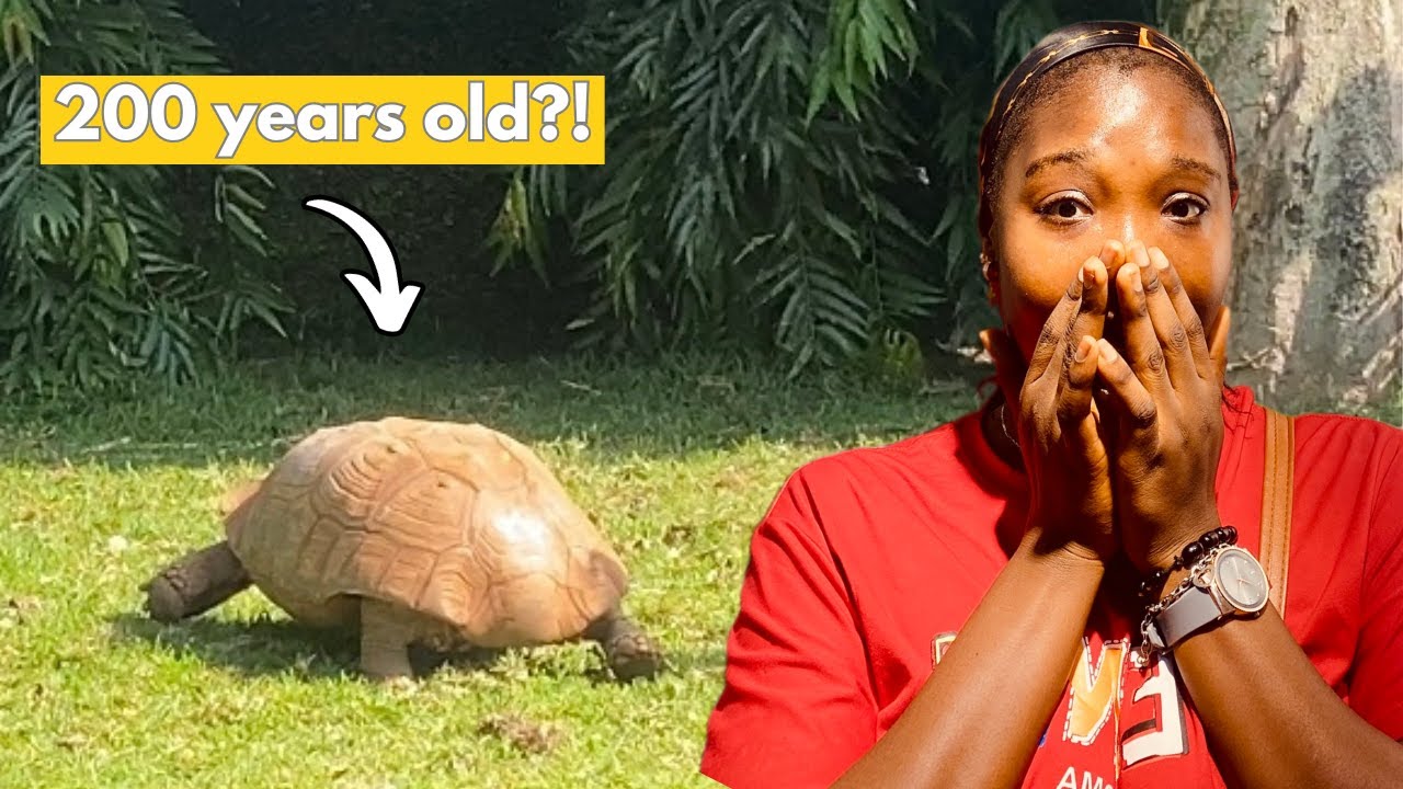 Visiting the Oldest Tortoise in Nigeria 🇳🇬| Exploring ANAMBRA