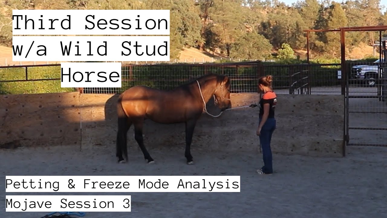 Third Session w/a Wild Horse - Petting & Freeze Mode Analysis | Mojave Stud 3