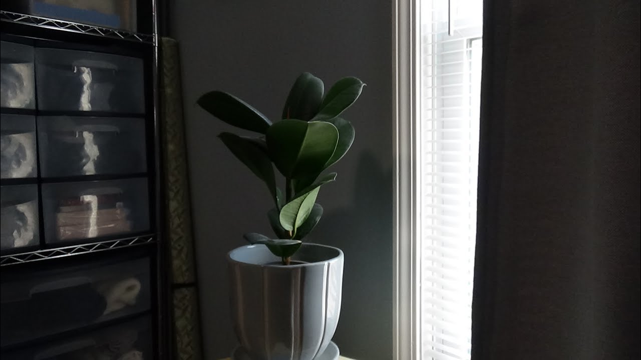 Plant By The Window - Ambient Soundtrack