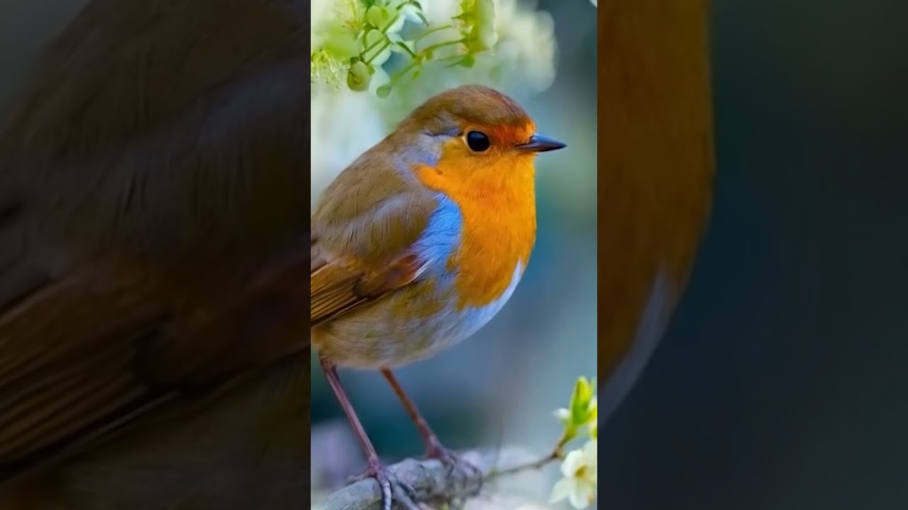 Calm Piano Instrumental 🌿 Morning Piano Music for Study & Work
