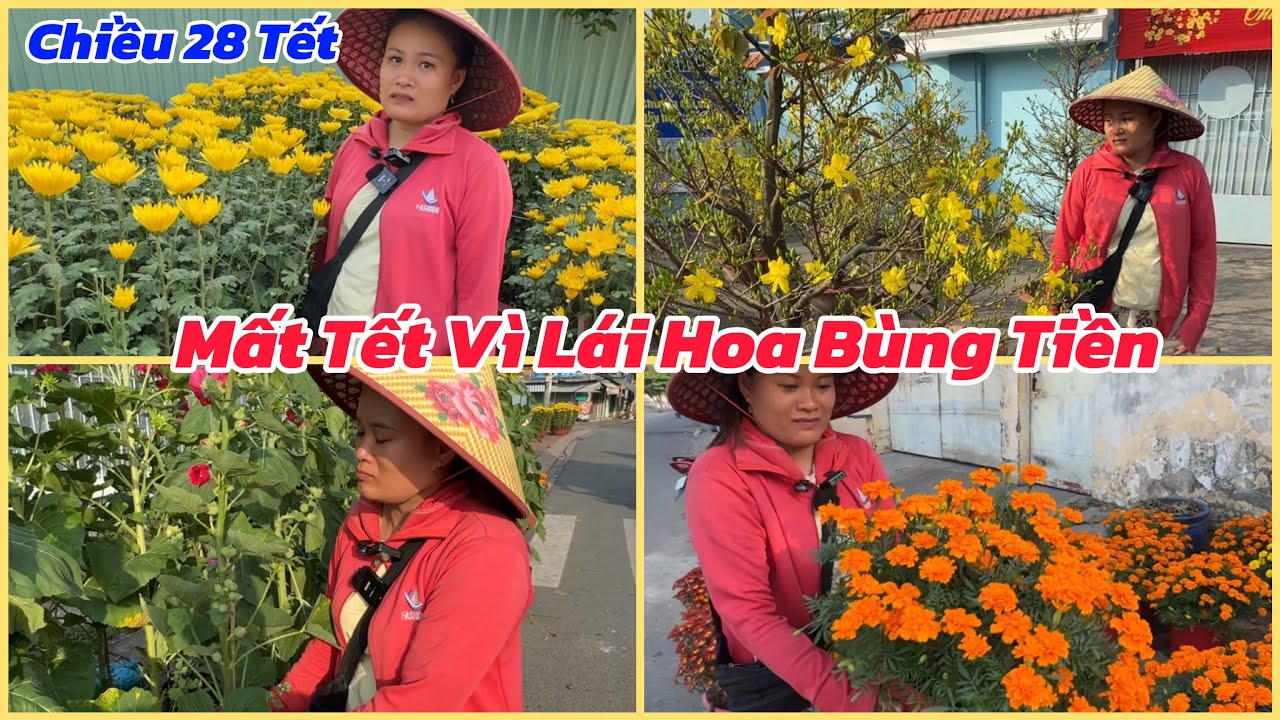 ✅28 Tết: em gái xinh đẹp bật khóc khi bị lái hoa bùng tiền lại còn nguyên vườn hoa tại Sài Gòn