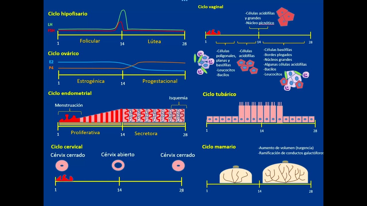 Embriología: Ciclo sexual femenino