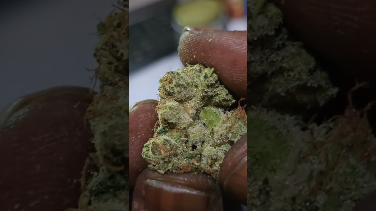 Shikuwasa vs Florida Crippy | Strain Review | Priority Packs GLK Genetics