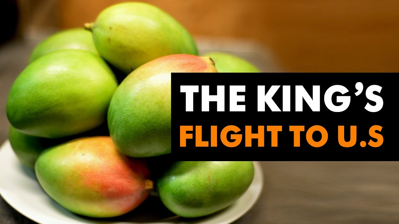 Surge In India's Mango Exports To The U.S | Business News Today | News9