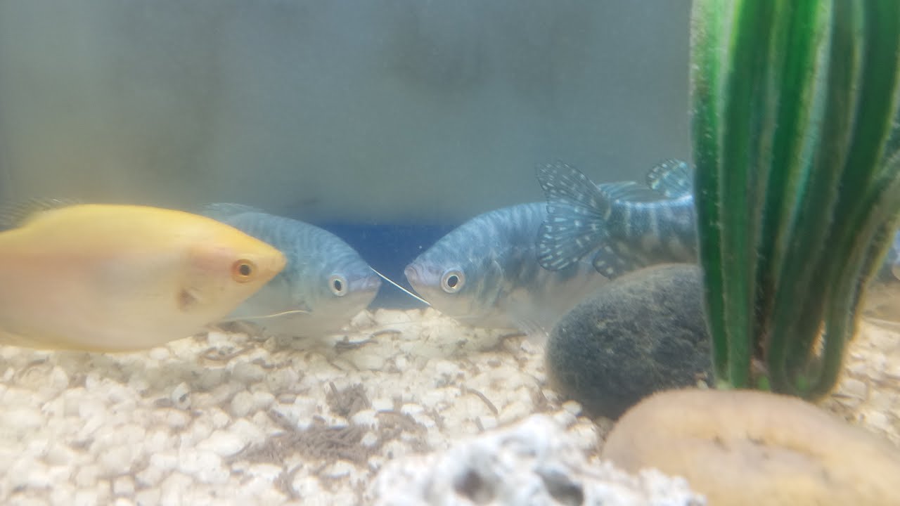 Morning Colorful fish life Live  Part 13