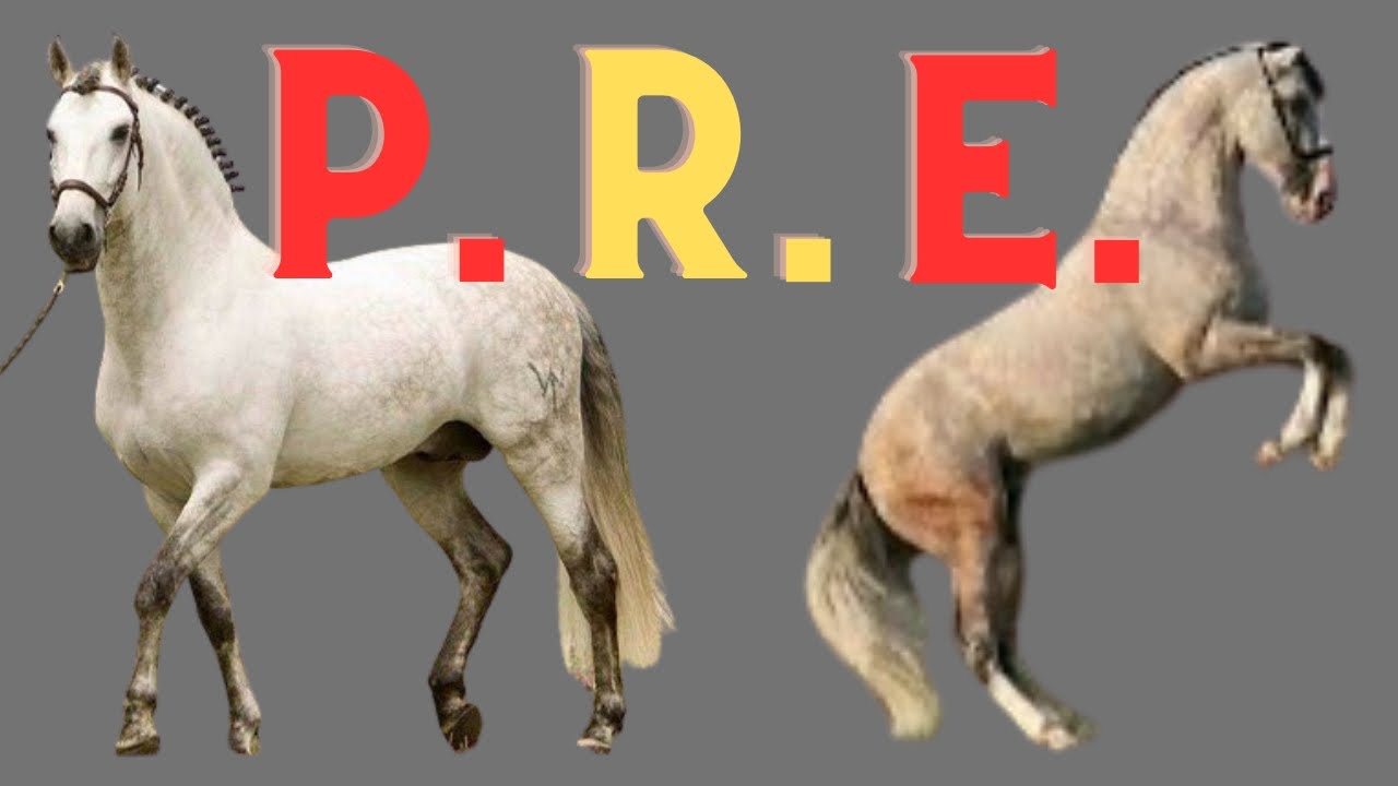 Caballos P.R.E. El mundo ecuestre y una vida equina dedicada al Pura Raza Espa&ntilde;ola