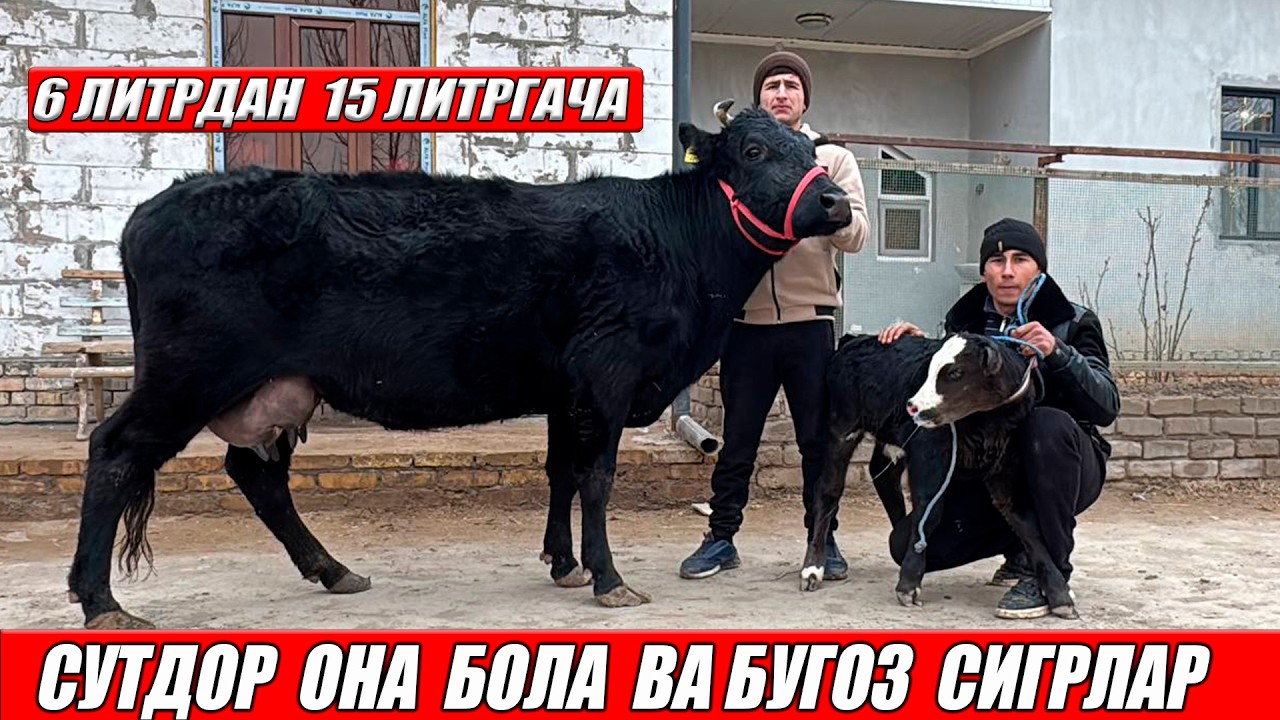 АРЗОН НАРХДА ОНА БОЛА ВА БУГОЗ СИГИРЛАР 27-02-2026