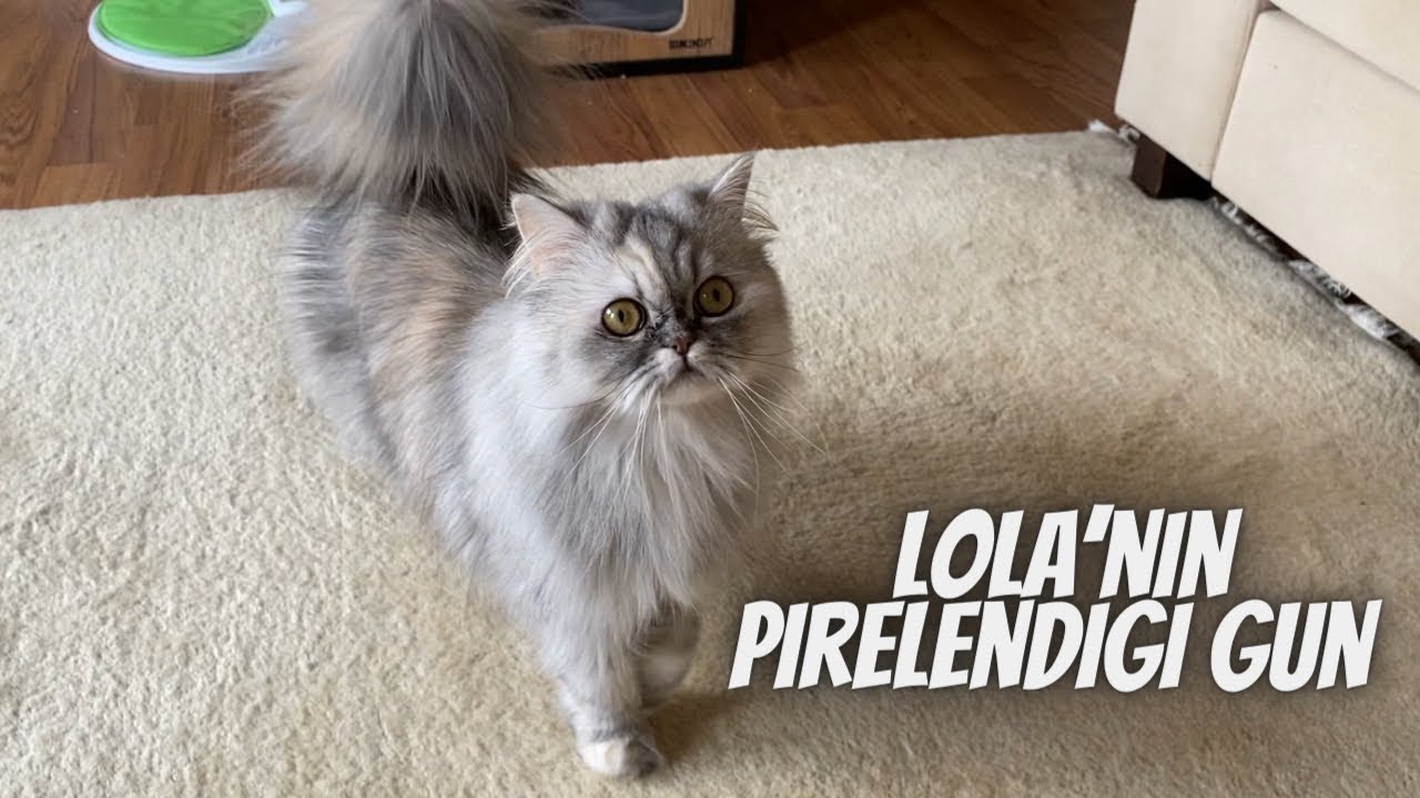 Kedim Lola’nın pirelendiği gün! Bir günü nasıl geçti, vlog 🐾